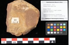 Foto (Objekt + Etikett) von Sphaeria interpungens Heer (NHMW-GEO-2024-0188-0022)